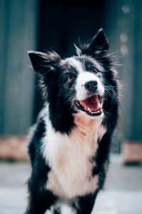 happy black and white dog with tongue out