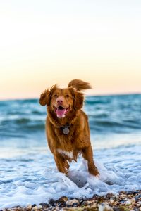 red dog running near ocean