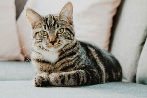 white and grey cat staring at camera