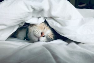 white cat sleeping under blanket