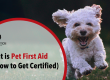 What is Pet First Aid (& How to Get Certified) IMAGE