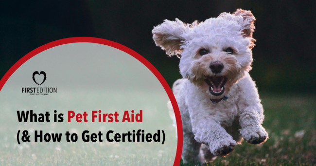 What is Pet First Aid (& How to Get Certified) IMAGE