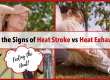 Feeling the Heat_ Know the Signs of Heat Stroke vs Heat Exhaustion This Summer IMAGE
